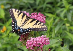 the gardening group strives to attract pollinators to the UUCC grounds